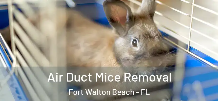  Air Duct Mice Removal Fort Walton Beach - FL